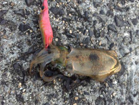 台風前エギング