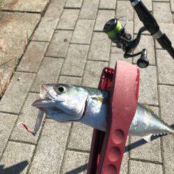 ショアジギアフタータイフーン