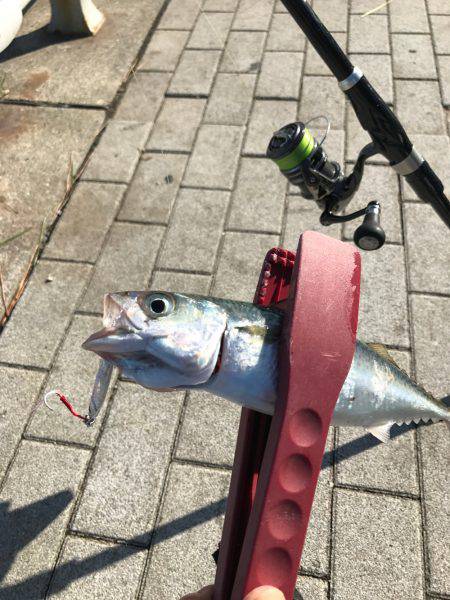 ショアジギアフタータイフーン