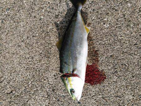 台風一過後のお祭りワッショイ