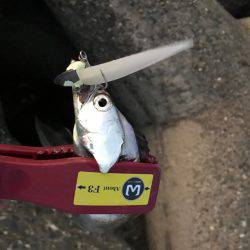 今日も調子に乗って!