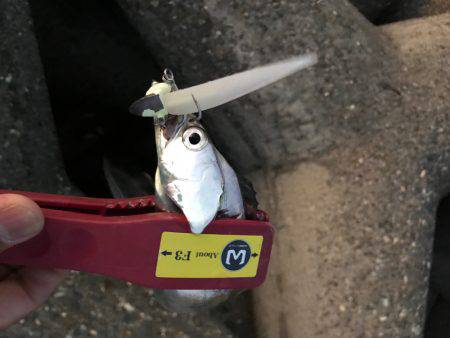 今日も調子に乗って!