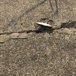 サビキ釣りとワインドでのタチウオ狙い