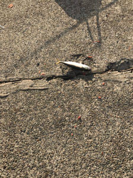 サビキ釣りとワインドでのタチウオ狙い