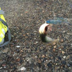 朝マズメ狙いで