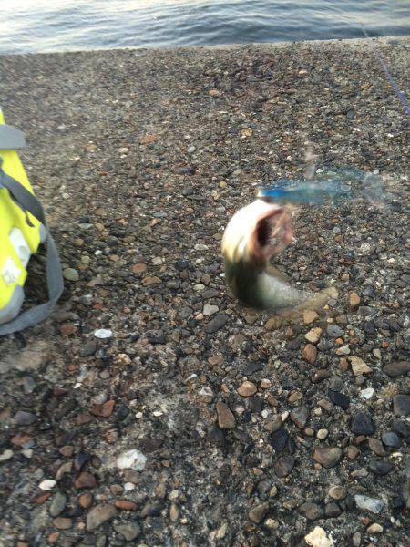 朝マズメ狙いで