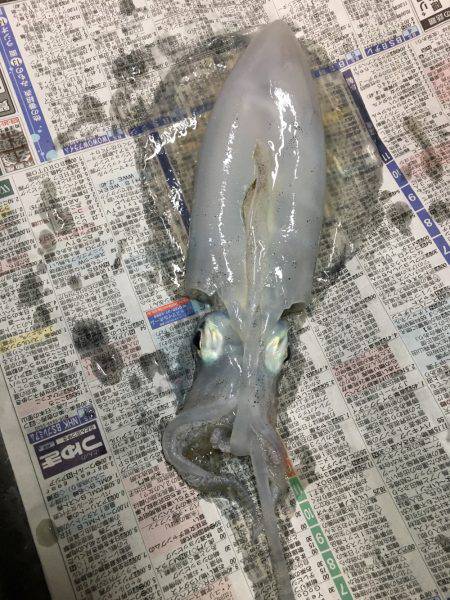 アオリをジックリ狙って