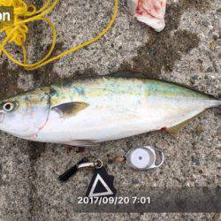 タチ・サゴ・ハマチ\( ‘ω’ )/