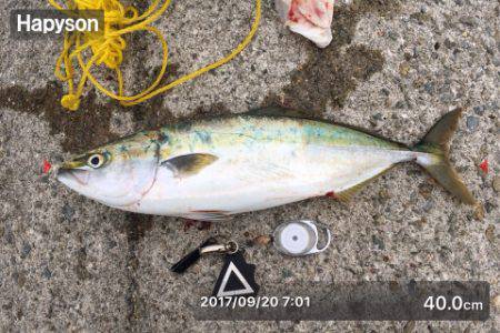 タチ・サゴ・ハマチ\( ‘ω’ )/