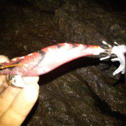 タチウオ&エギング