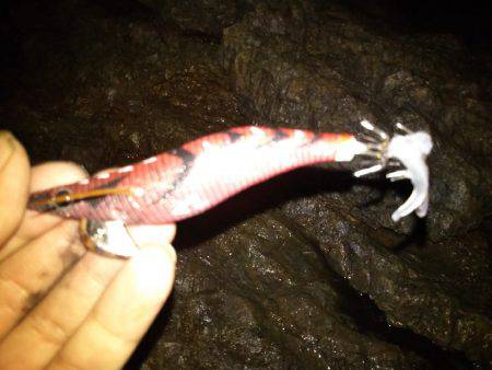 タチウオ&エギング