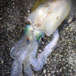 風が気になりましたが何とか…