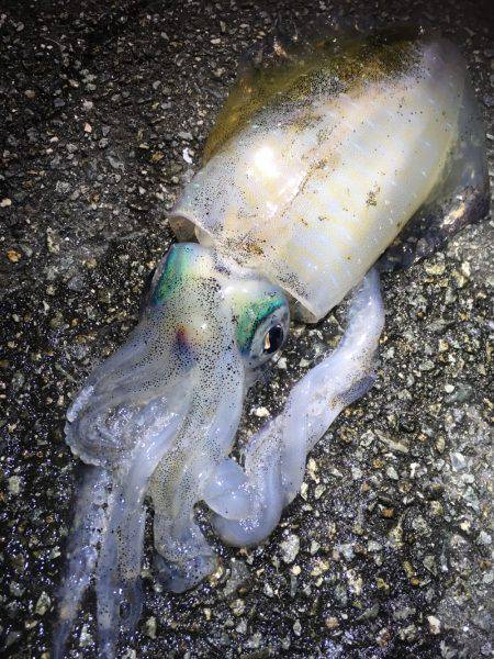 風が気になりましたが何とか…