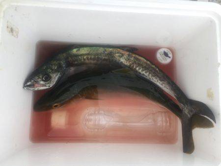 秋の釣りシーズン