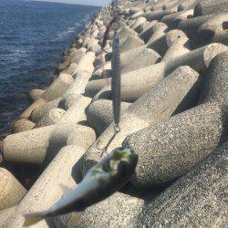 ナブラ打ちでツバス