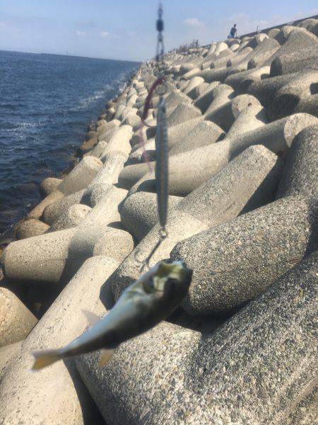 ナブラ打ちでツバス