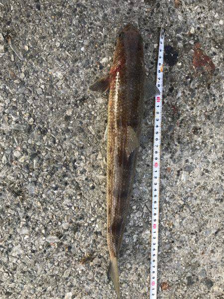 タチウオ青物調査