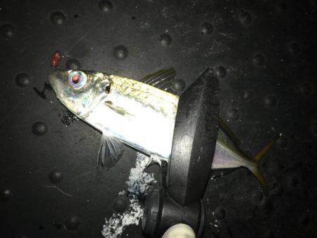 プロトアジング