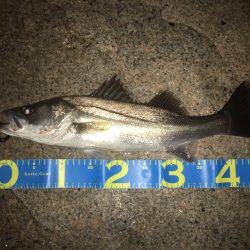 淀川シーバス 秋の気配