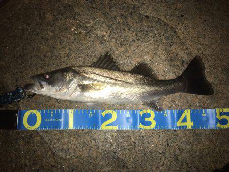 淀川シーバス 秋の気配