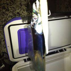 タチウオワインド調査