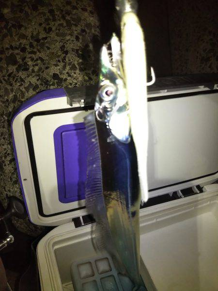 タチウオワインド調査