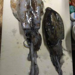 初めてのエギング