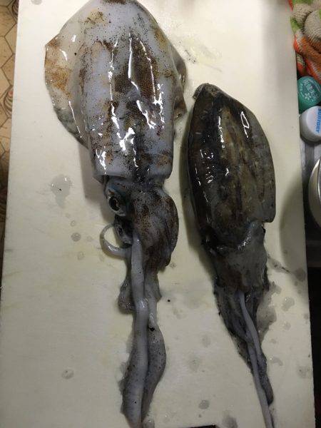 初めてのエギング