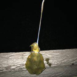 釣れるけどサイズがちっちゃい