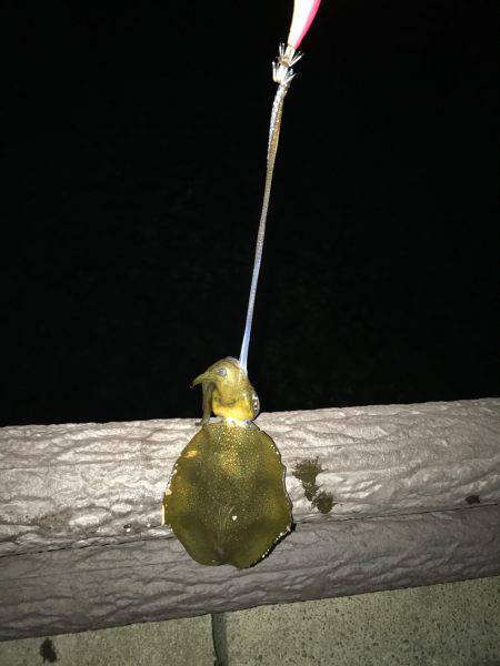 釣れるけどサイズがちっちゃい