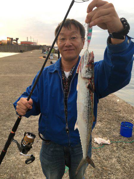 イカ調査釣行〜朝まずめ青物
