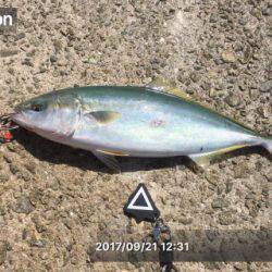 ショアジギシーズン最高！