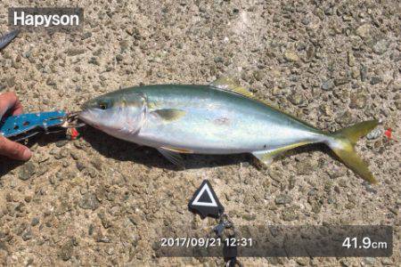 ショアジギシーズン最高！