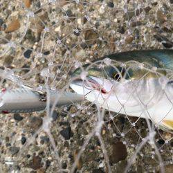 ミノーとトップでサゴハマチ(‘0’)/