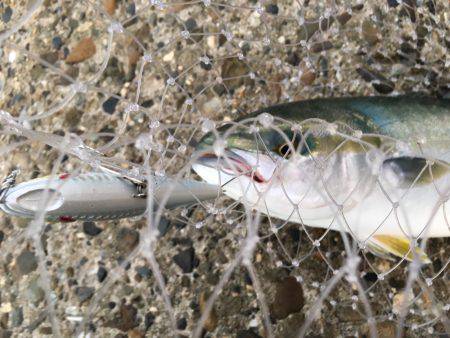 ミノーとトップでサゴハマチ(‘0’)/