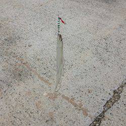 タチウオ小さい