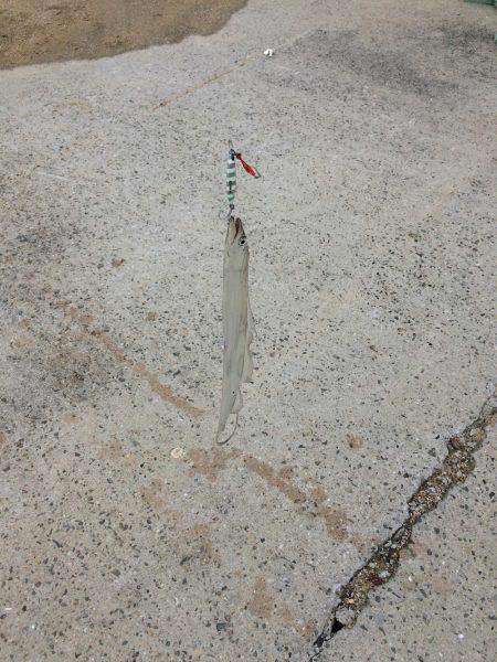 タチウオ小さい