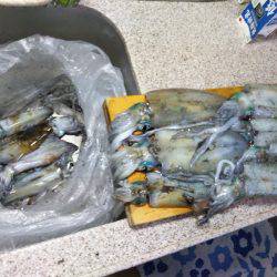 ティップラン開幕