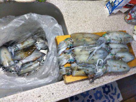 ティップラン開幕