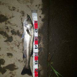 シーバスフィッシング