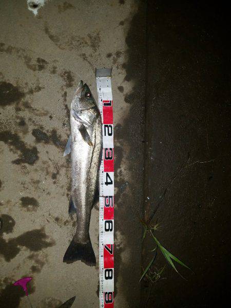 シーバスフィッシング