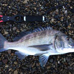 ニューロッドでアオリ他