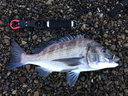 ニューロッドでアオリ他