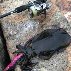 ナイスサイズ！