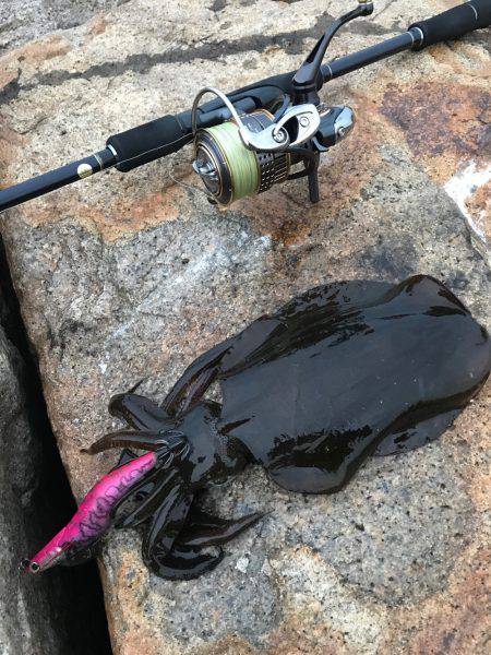 ナイスサイズ！