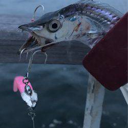 タチウオそろそろ入りましたか