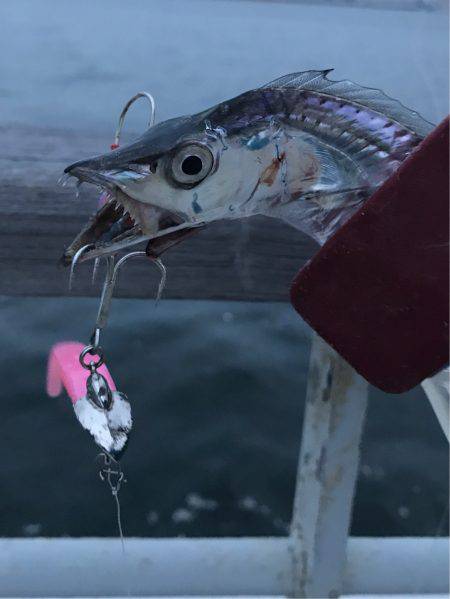 タチウオそろそろ入りましたか