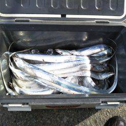 タチウオ炙り♪