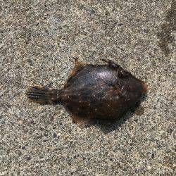 まさに五目釣り！