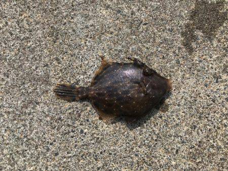 まさに五目釣り！